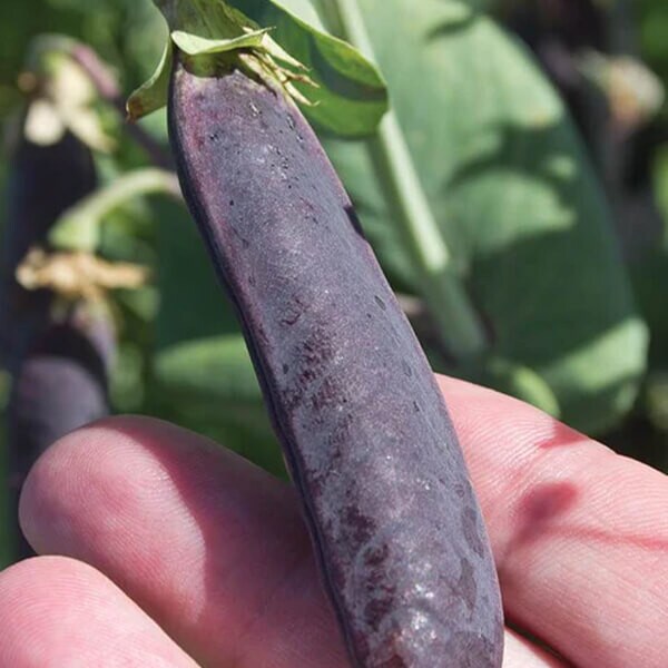 West Coast Seeds Shelling Pea Seeds